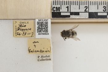 Media type: image;   Entomology 790924 Aspect: Labels